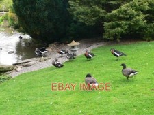 PHOTO  GEESE AT PEN-Y-FFRITH BIRD GARDENS BRENT GEESE AND RED-BREASTED GEESE AT