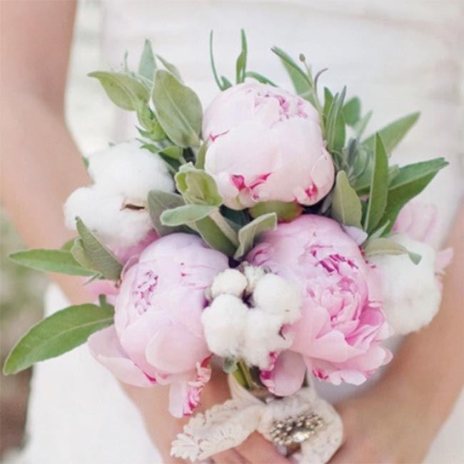 1/2/3/4 Large Pink flower Peony Sara Bernhardt Roots Garden