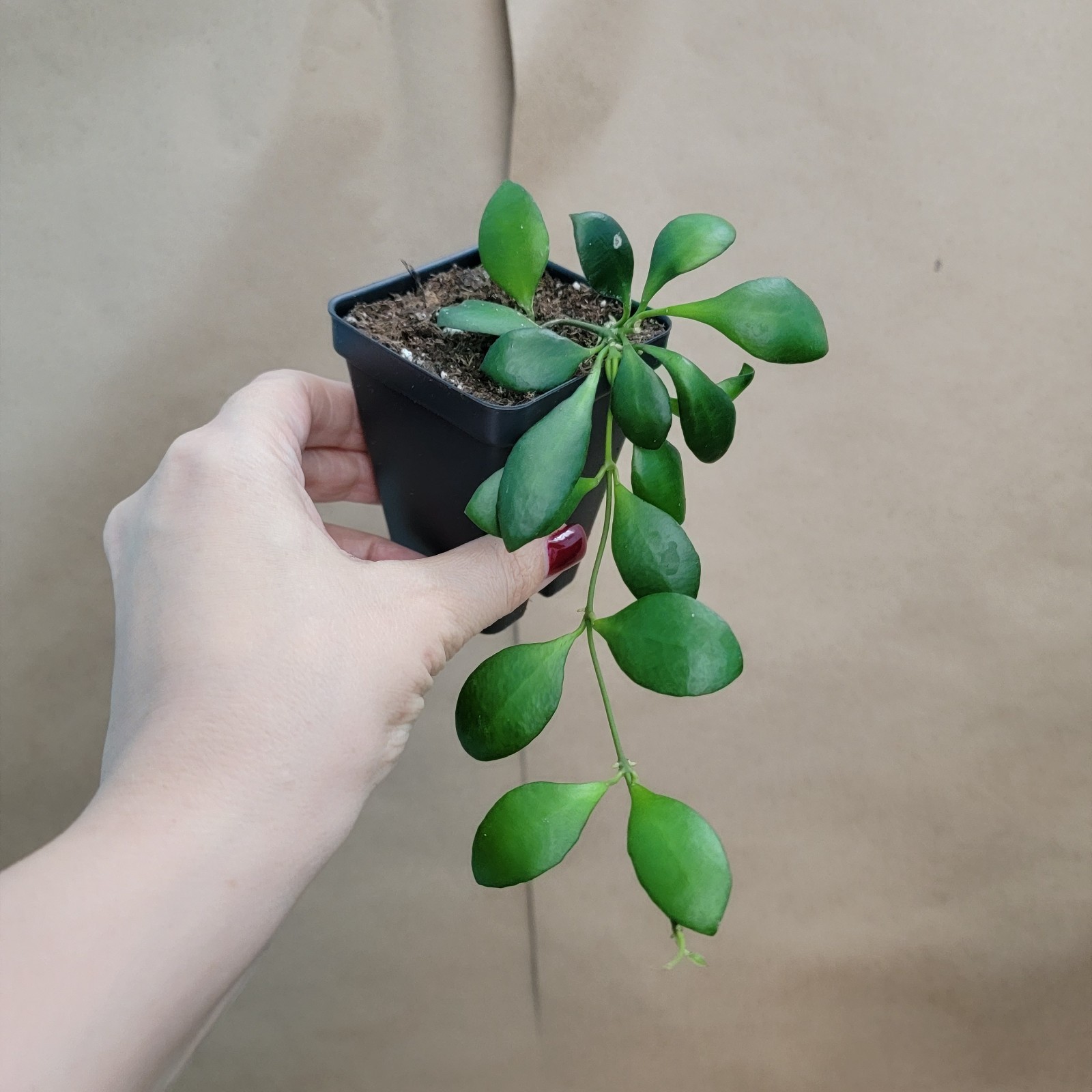 Hoya heuschkeliana – Rare Wax Plant | Fragrant Flowering Hoya | 3" Live Plant