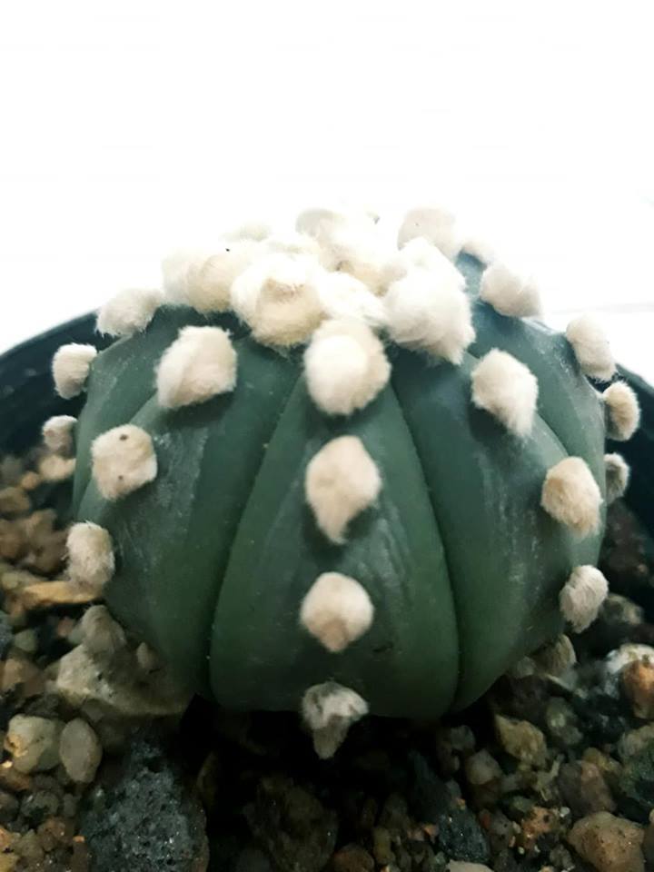 その他 OZWRT Spirit of Astrophytum 2025年最新】ozwrt spiritの人気アイテム - メルカリ