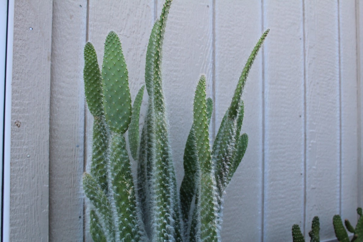watch chain succulent Crassula muscosa 'Watch Chain' main image 1