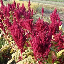 Maria Amaranth - Amaranthus hypochondriacus - 200+ seeds - Samen