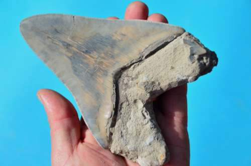 ÉNORME DENT MEGALODON HAUTEMENT DENTELÉE 5,7" avec dent de requin tigre fossilisée 2 - Photo 1/8