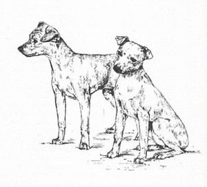 Miniature Pinscher #3 - CUSTOM MATTED - 1963 Vintage Dog Art Print 0507 CLD
