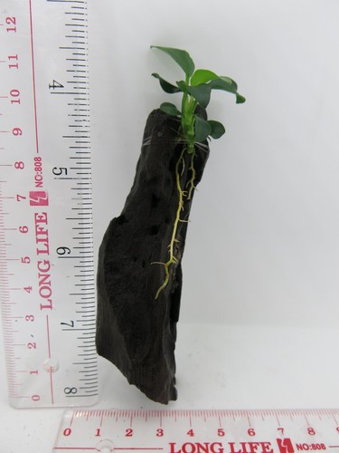 Anubias Nana on Driftwood /Bogwood /Pine cone Freshwater tropical aquarium plant - Picture 32 of 52