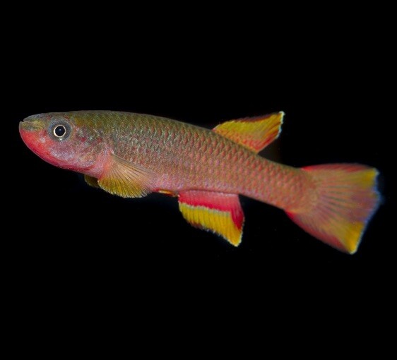 Killifish for sale >> killi.co.uk