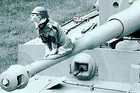 cat in german military uniform WW2 Photo Glossy 4*6 in D007