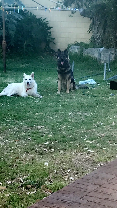 wolf puppies for sale gumtree