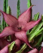 Stapelia Ambigua 3.5 Inch Potted Plant WELL ROOTED Starfish Cactus