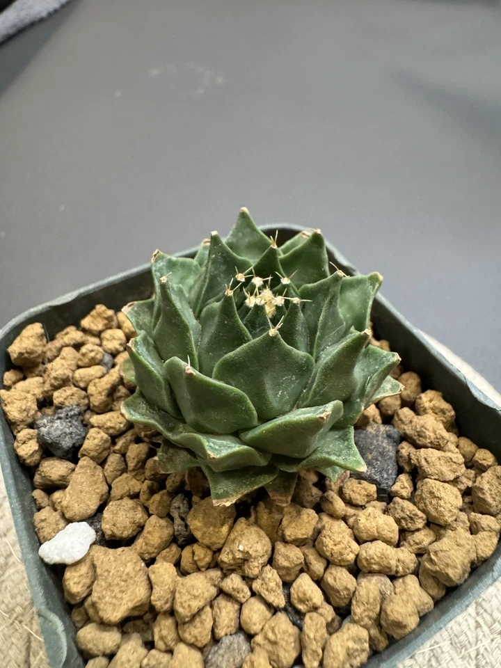 Obregonia denegrii - Cactus alcachofa raro  Foto 2 de 2