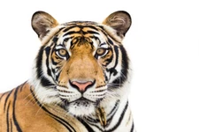 Young Bengal Tiger Face Isolated White Background Portrait Photo Poster 12x18