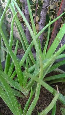 LOT 8-9 MEDICINAL ALOE VERA PLANTS ~ FAT AND HEALTHY! 7'' Tall~Organic /AZsierra