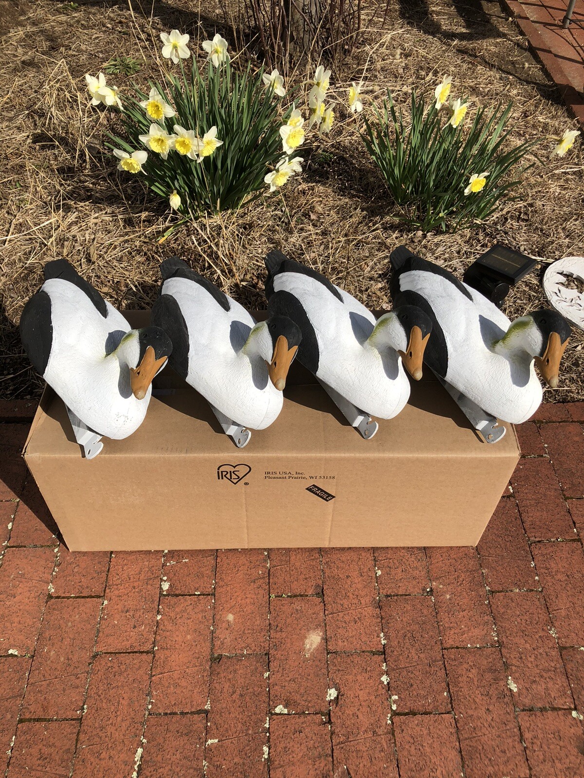 Tanglefree Common Eider Decoys Foam Filled 4 Pack eBay