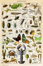 Arthropodes - Insects, Arachnids, Myriapods, Crustaceans - Illustration Poster