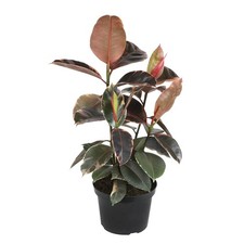 Live Ficus Tineke Variegated Indoor Houseplant 8 in. Grower Pot Plants for Pets