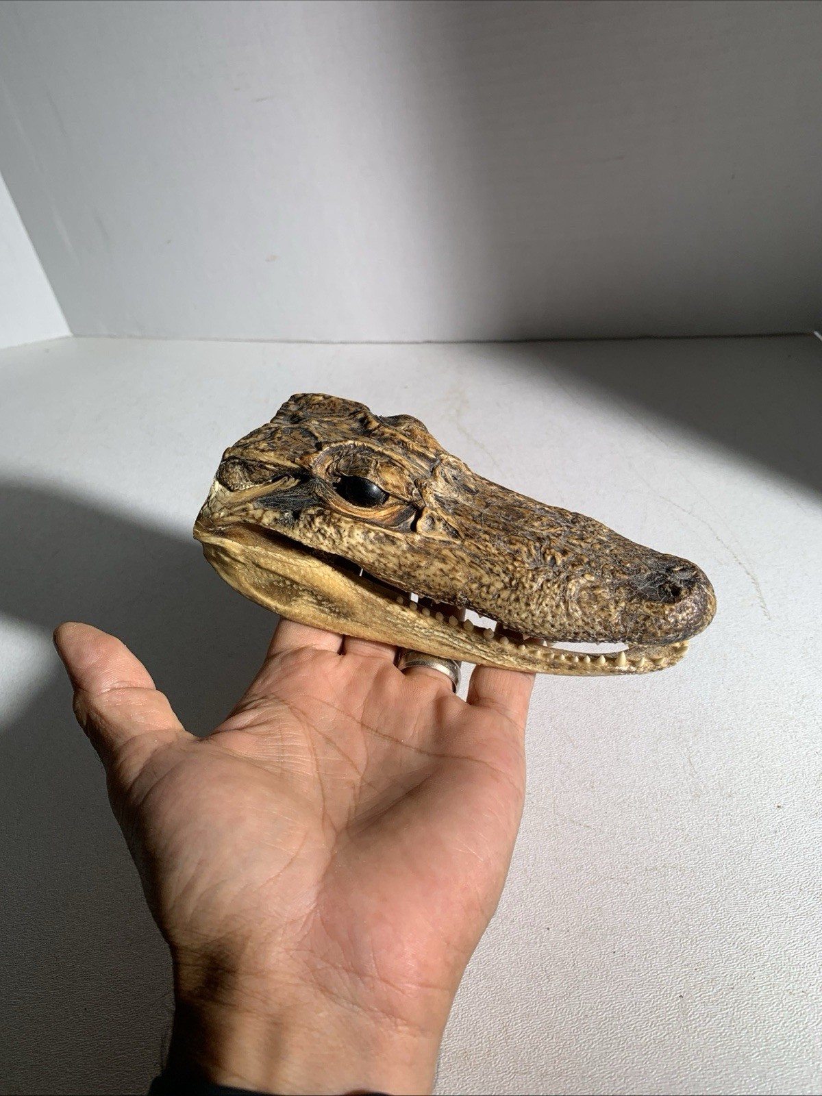 Vintage Small Alligator Head Taxidermy Authentic 6” Long