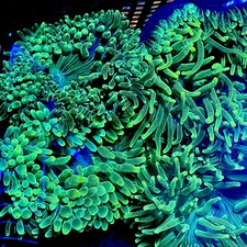 Asst’d Bubble tip Anemone 3-4” BTA live coral