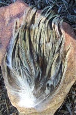 Badger Beige Brown Rooster Feather Pad Hat Headband Purse Sew or Glue on 