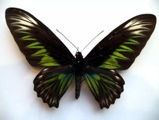 BUTTERFLY ENTOMOLOGY "Unmounted" Ornithoptera T Brookiana Albescens Female A1