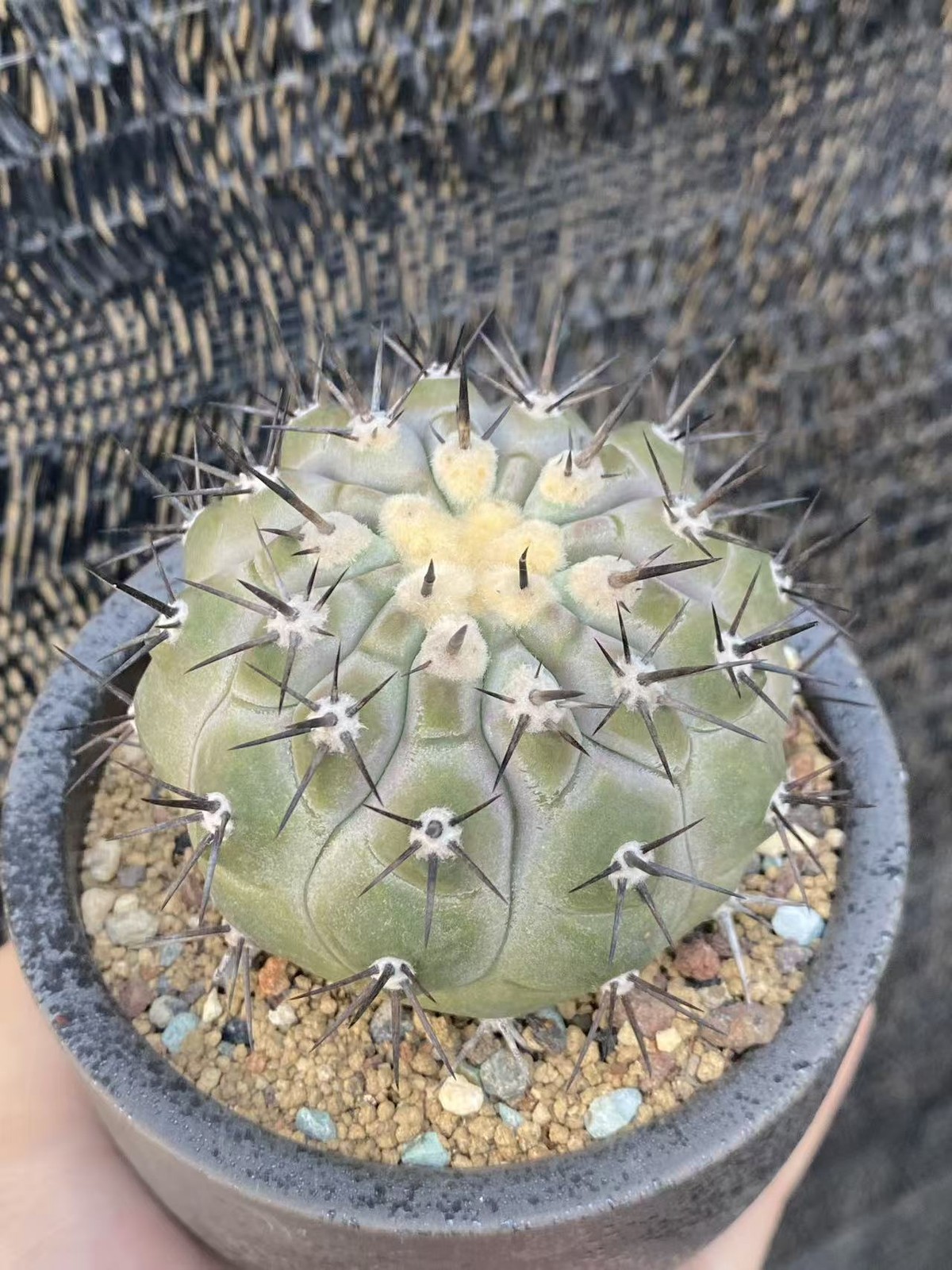Copiapoa cinerea Raresucculent cactus beautiful cacti selfroot WYSIWYG 6.6CM