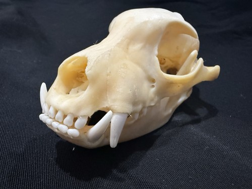 African aardwolf skull ( Larger Then Record Book 5.5 Inch ) XXL Hyena Skull