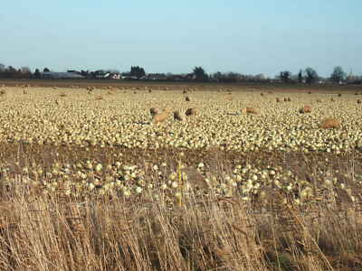 Photo 12x8 Meat and veg ! This cabbage field off Swindler's Drove near Spa c2011