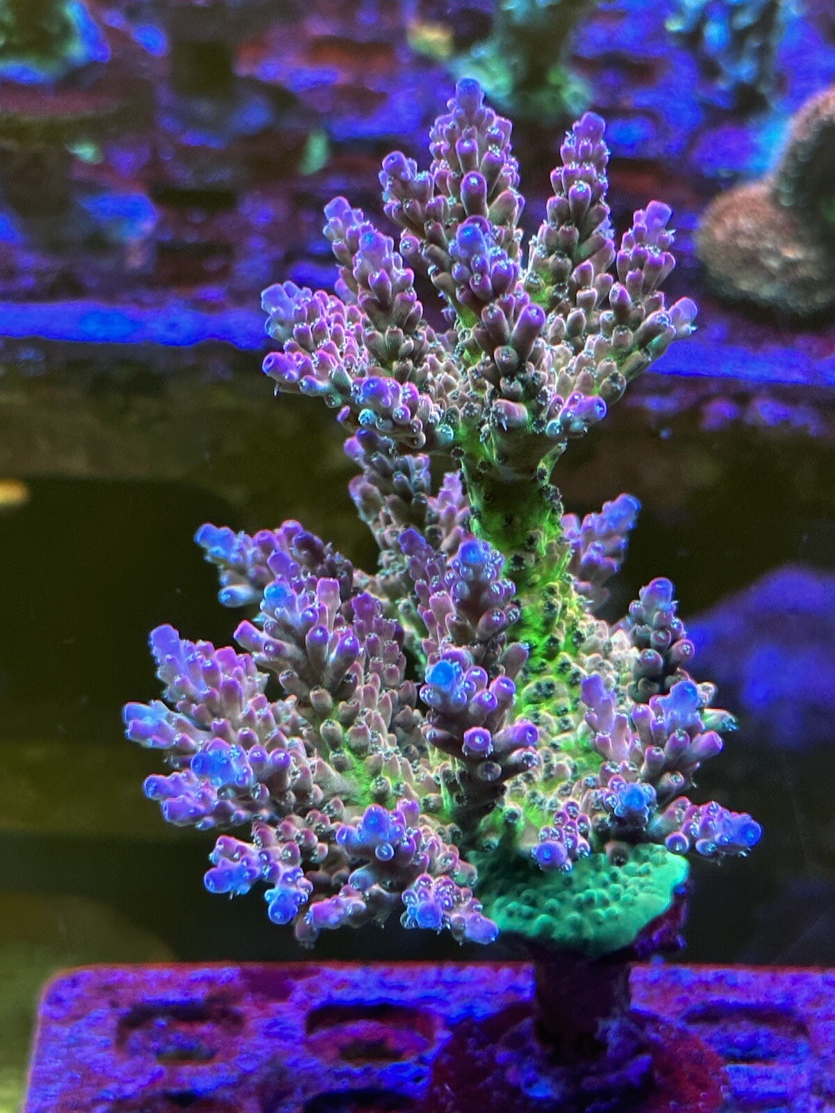 Fri Thirstysreef Acropora Coral TGC Inner core 3/4 Inch | eBay