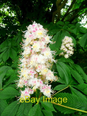 Foto 6x4 Rosskastanienblüte Martin Drove End diese Kerzen sind wirklich c2010