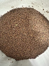 5 LBS Tapper Daikon Radish FOOD PLOT SEED, Deer, Turkey, Wildlife