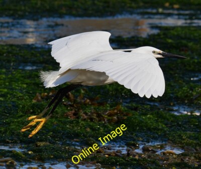 Photo 6x4 Lift Off: Little Egret taking flight in Looe Harbour, Cornwall  c2014