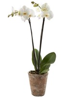 Color Orchids Live Double Stem Phalaenopsis Ceramic Pot Home Decor 20-24 White Color Orchids Live Double Stem Phalaenopsis Ceramic Pot Home Decor 20-24 White