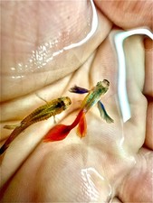 1 Trio - Metal DUMBO RED Rose TAIL BIG ear-Live Aquarium Guppy Fish High Quality
