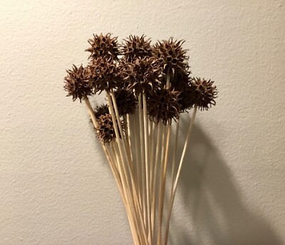 Dried Decor Hawaii Bob s 12pc spiked wooden ball floral picks decorations