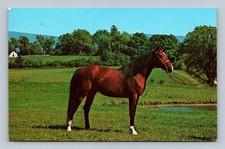 Vintage Arabian Stallion Postcard Bishop's High Winds Farm Vermont