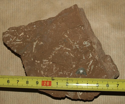 Traumhafte Bekkerina dorsata - Oberordovizium Brachiopode + Bryozoen - Bild 2 von 8