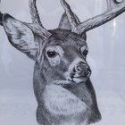 Picture 3 of 5