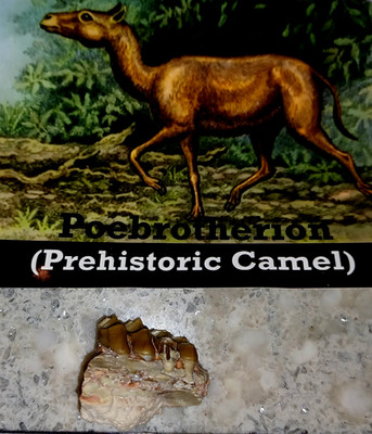 FLORIDA Pleistocene 2 million-10,000 yo POEBROTHERION (Prehistoric Camel FOSSIL