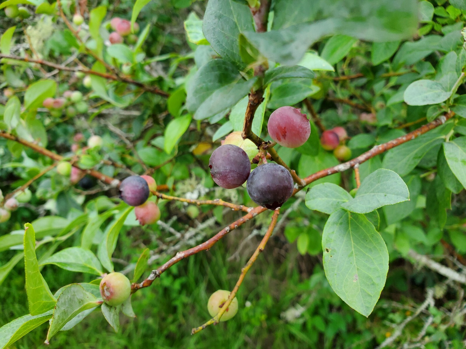 75 FLORIDA RABBITEYE Blueberry Seeds rabbit eye blue berry vaccinium ...