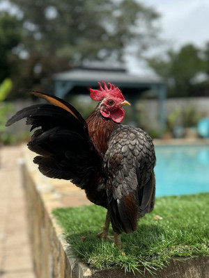 #ad 8 Malaysian serama Hatching Eggs $45.00