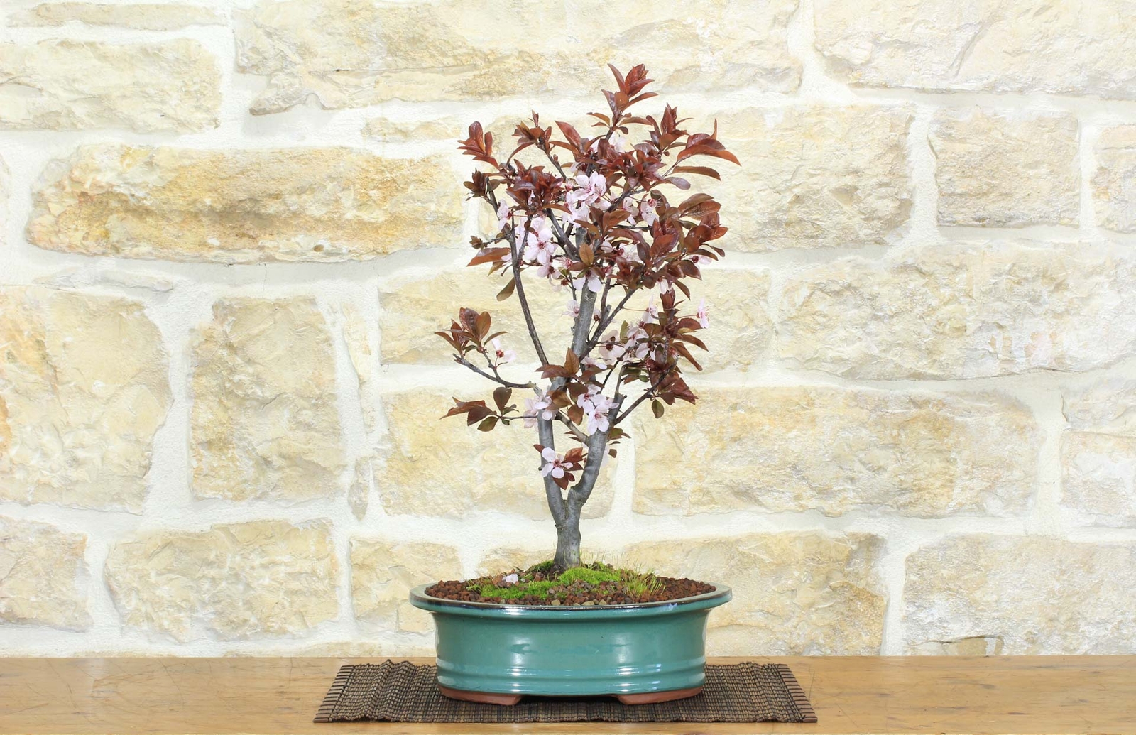 Bonsai di Prunus Pissardii (26)