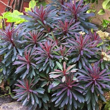 Euphorbia Miners Merlot Outdoor Garden Ready Plants Hardy Perennial Plant