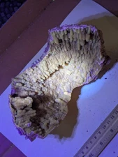 Big Fossilized Agatized Coral Display Crystal Cluster FL Florida XL Fluorescent 