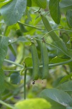 ORGANIC PEA RONDO 150 SEEDS