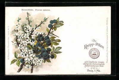 Thorn sloe Prunus spinosa, postcard 