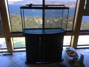 46 gallon bow front aquarium