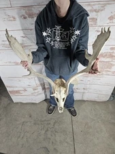 Fallow Skull Antler Horn Deer Mount Taxidermy Rack Man Cave Decor Rustic Cabin