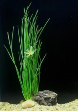 Water Onion Dwarf (Zephyranthes candida) Live Aquarium Plants BUY 2 GET 1 FREE