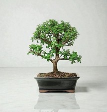 Baby Jade Bonsai Tree 12"H Indoor Portulacaria Afra/Elephant Bush Great Gift