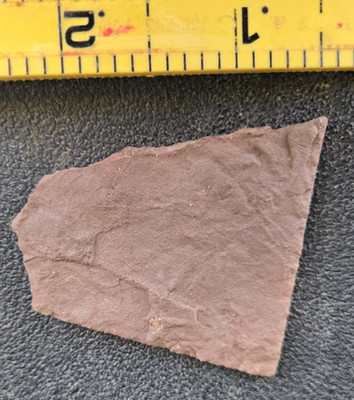 Triassic, Dinosaur age, Lizard Footprint, Trace Fossil, Free Shipping in the USA