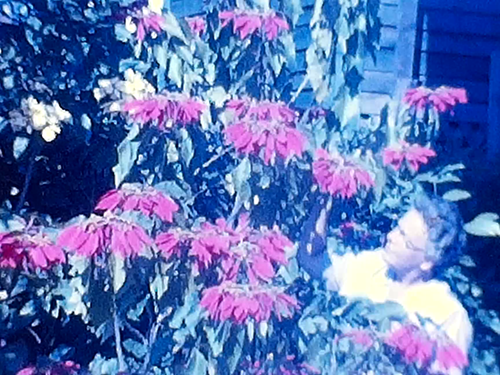 8mm Film 1967 Hong Kong Bangkok 1960s Home Movie China Streets Boats People - Picture 9 of 21